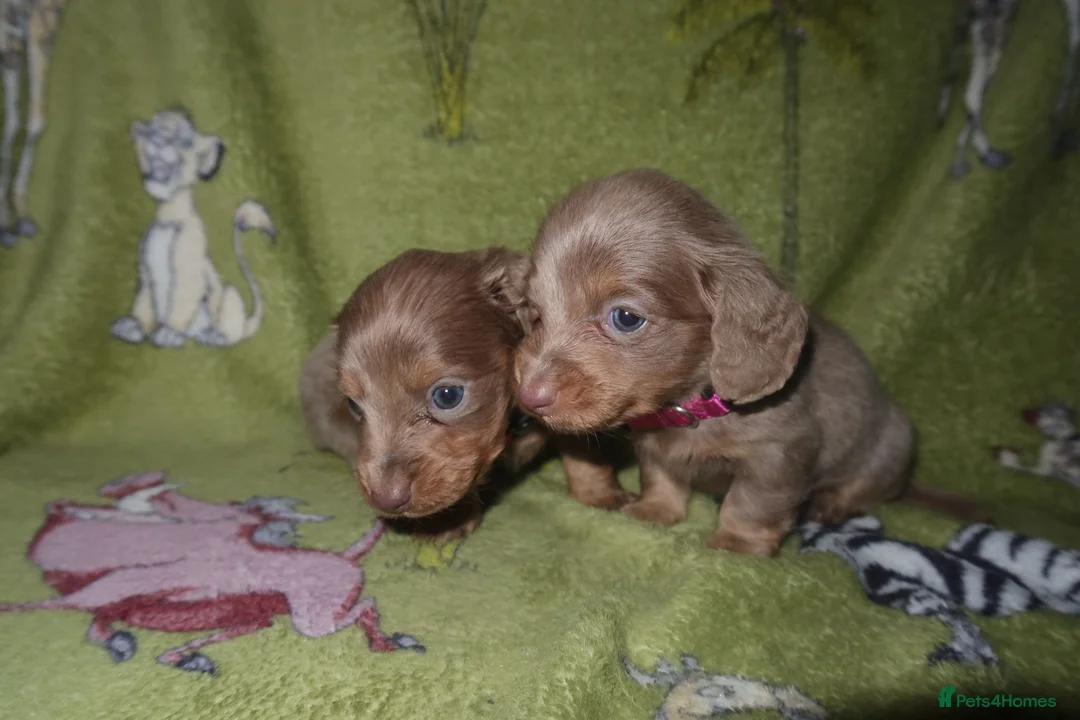 Miniature Dachshund dogs for sale: Last 2 blue&tan girls kc longhair mini dachshunds - Advert 9