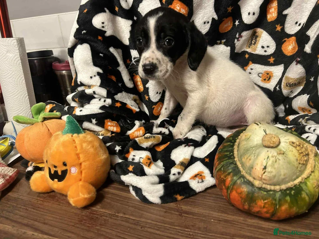 Springador dogs for sale: Springerdors puppies  - Advert 2