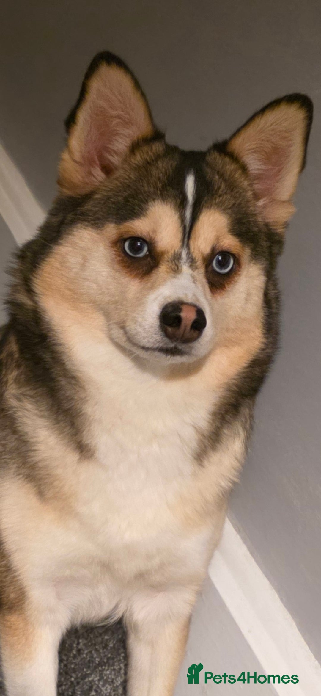 Pomsky dogs WAITING LIST FOR POMSKY PUP - Advert 2