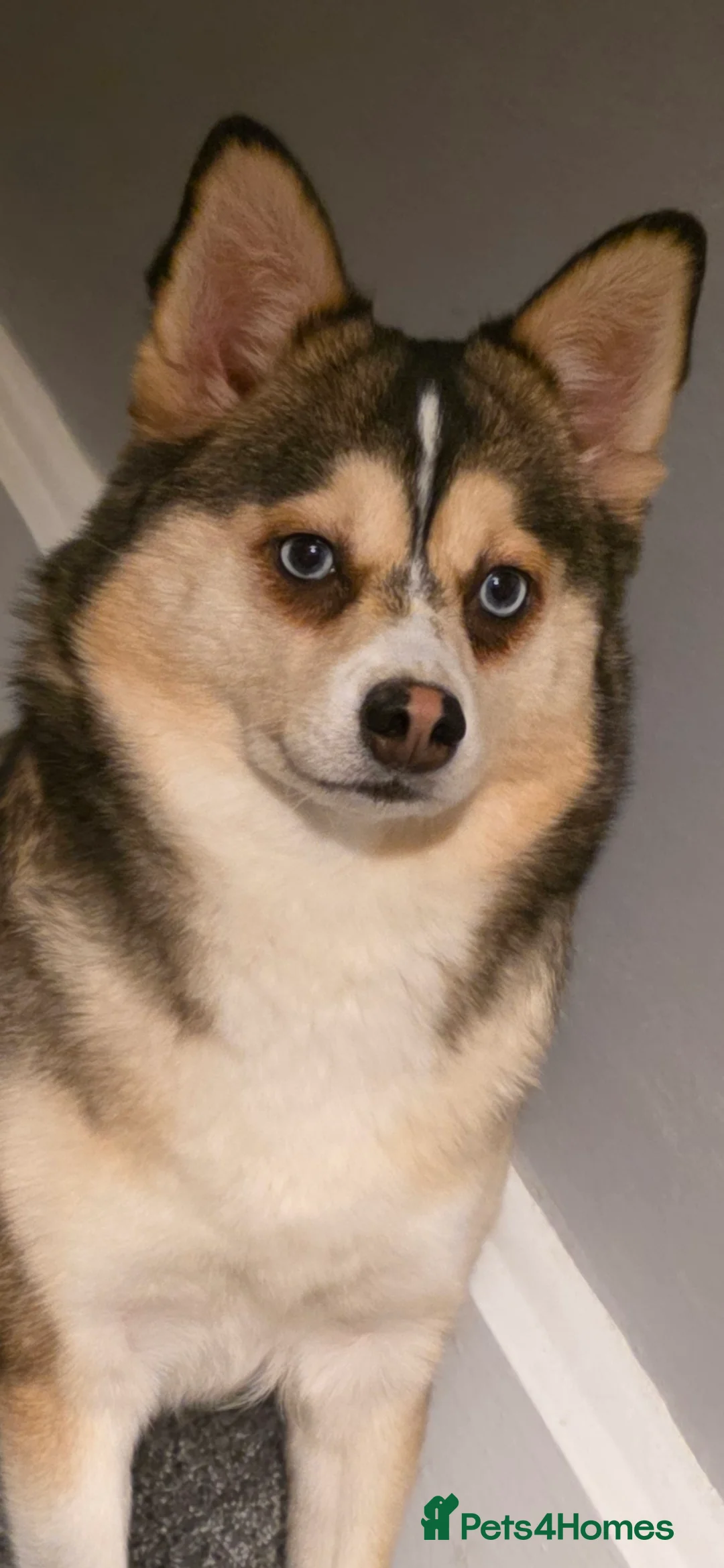 Pomsky dogs for sale: WAITING LIST FOR POMSKY PUP - Advert 1