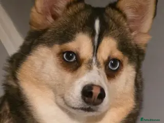 Pomsky dogs WAITING LIST FOR POMSKY PUP - Advert 2