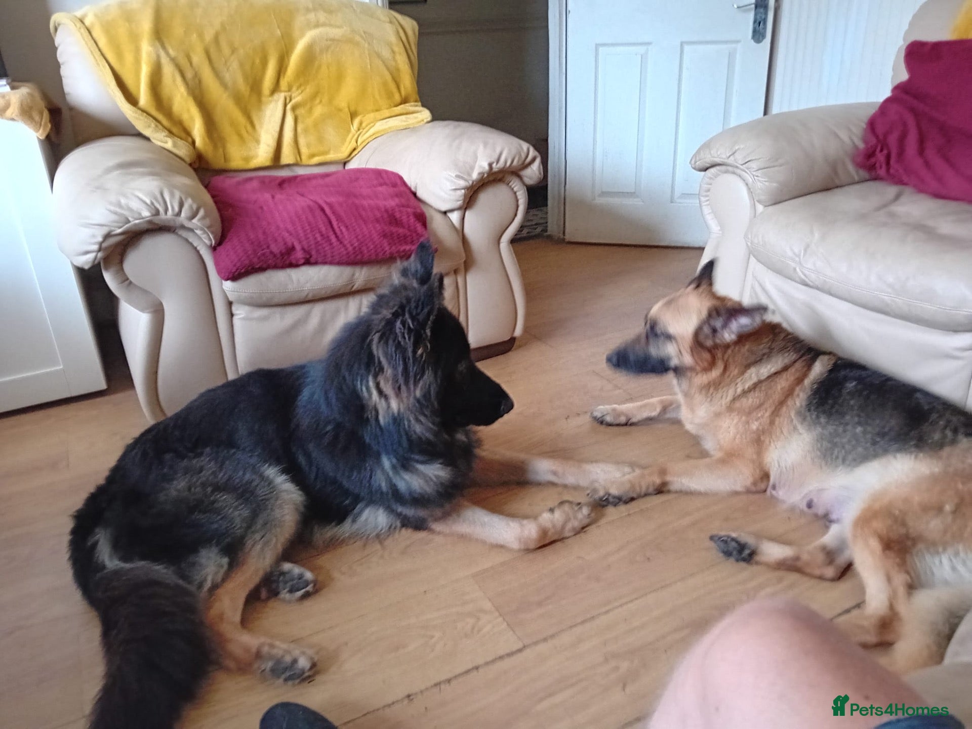 German Shepherd dogs Male German shepherd  - Advert 1