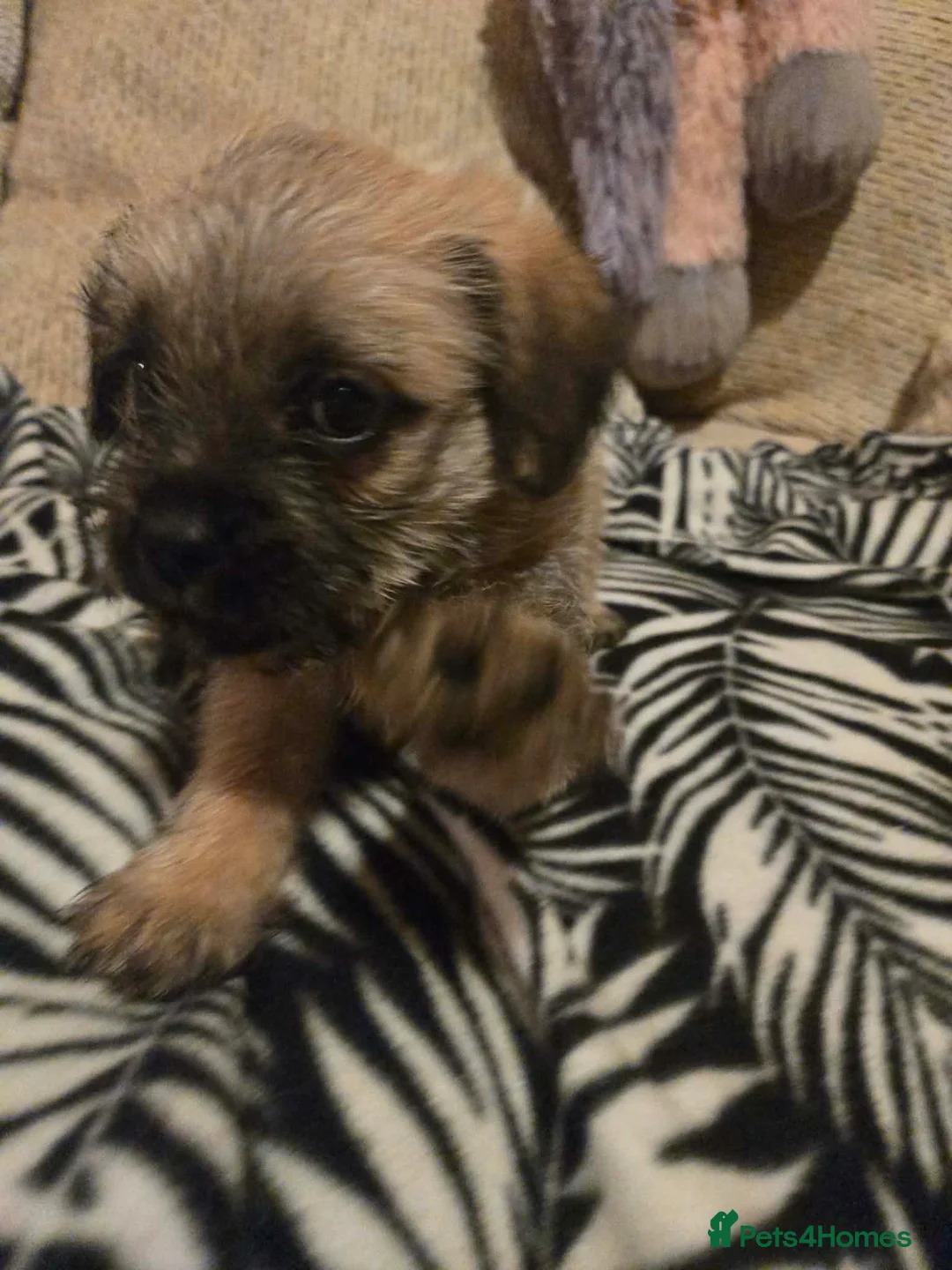 Mixed Breed dogs for sale: Cavachon x jug pups for sale ready now  - Advert 23