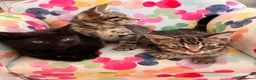 Mixed Breed cats for sale:  Kittens - Advert 13