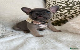 French Bulldog dogs for sale: Quality French Bulldog Puppies L4 carriers - Image 10