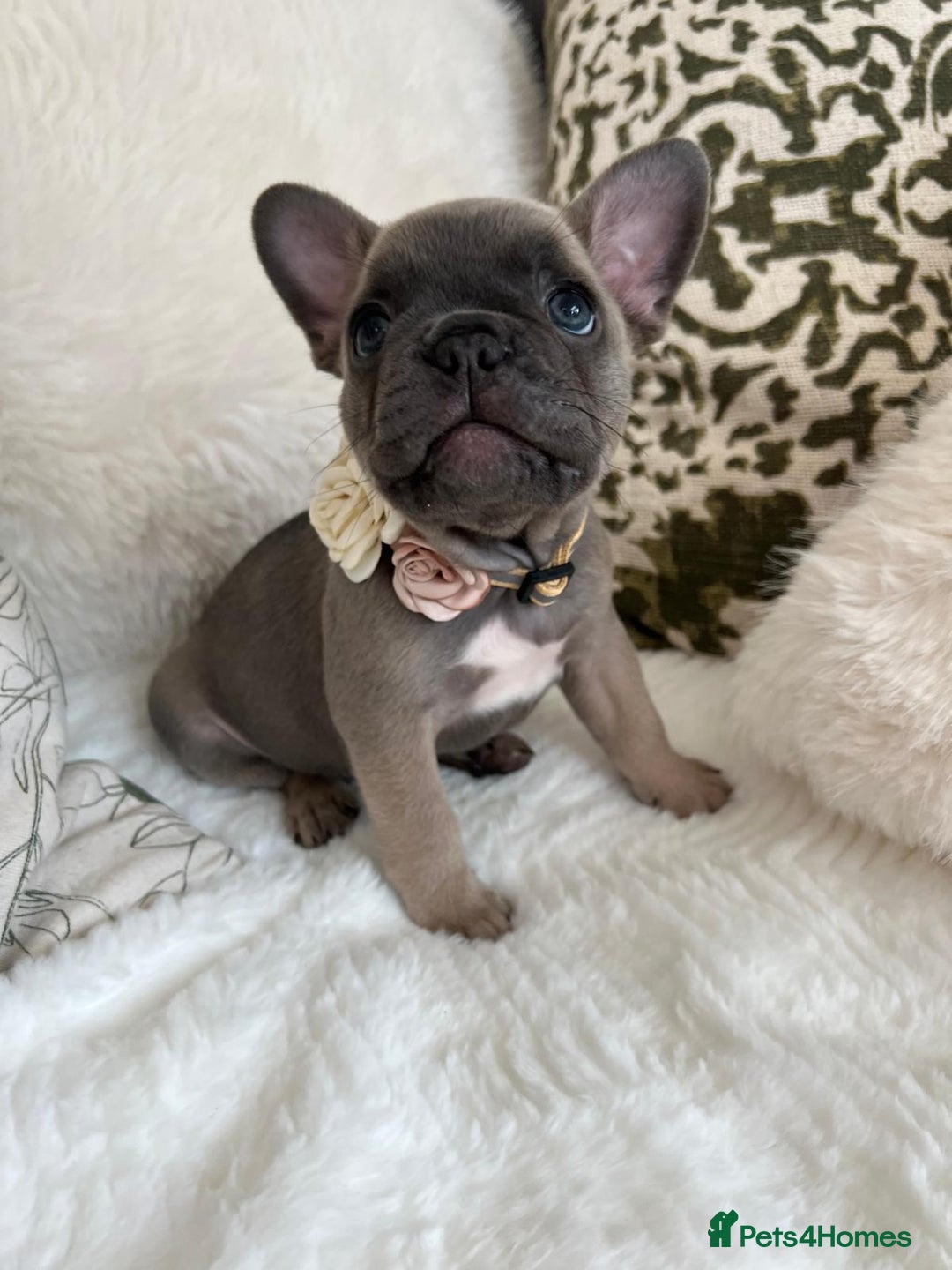 French Bulldog dogs for sale: Quality French Bulldog Puppies L4 carriers - Image 10
