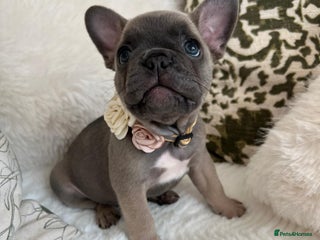 French Bulldog dogs - Advert 4