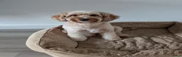 Cockapoo dogs for sale: Adult Female Cockapoo in Wigan - Advert 2
