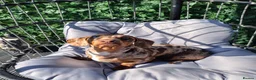 Dachshund dogs for stud: VINNY FOR STUD in Wallsend - Advert 9