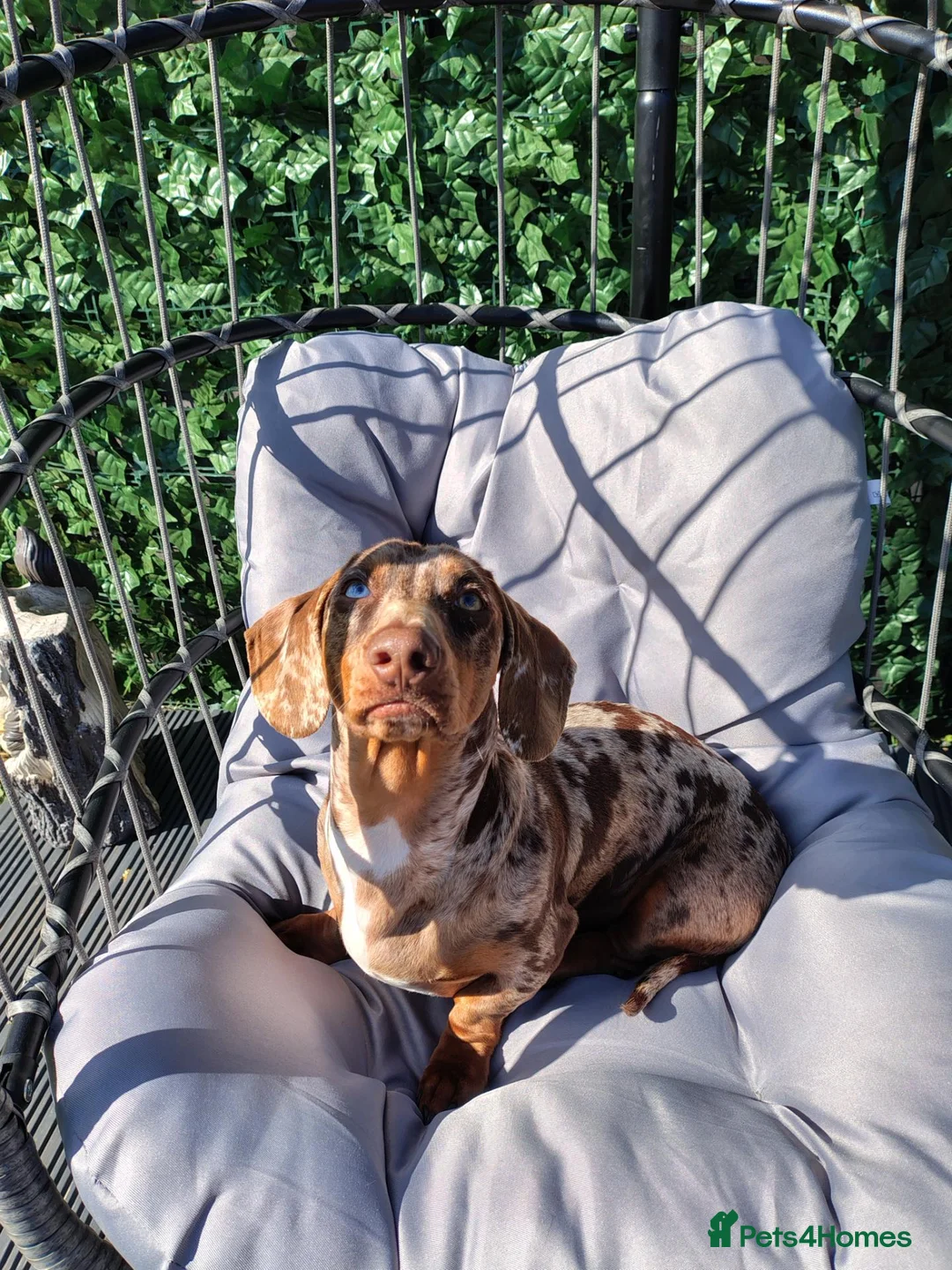 Dachshund dogs for stud: VINNY FOR STUD in Wallsend - Advert 9