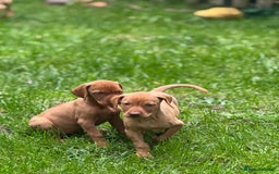 Hungarian Vizsla dogs for sale: PEDIGREE VIZSLA PUPS HIP & ELBOW TESTED PARENTS   - Image 20