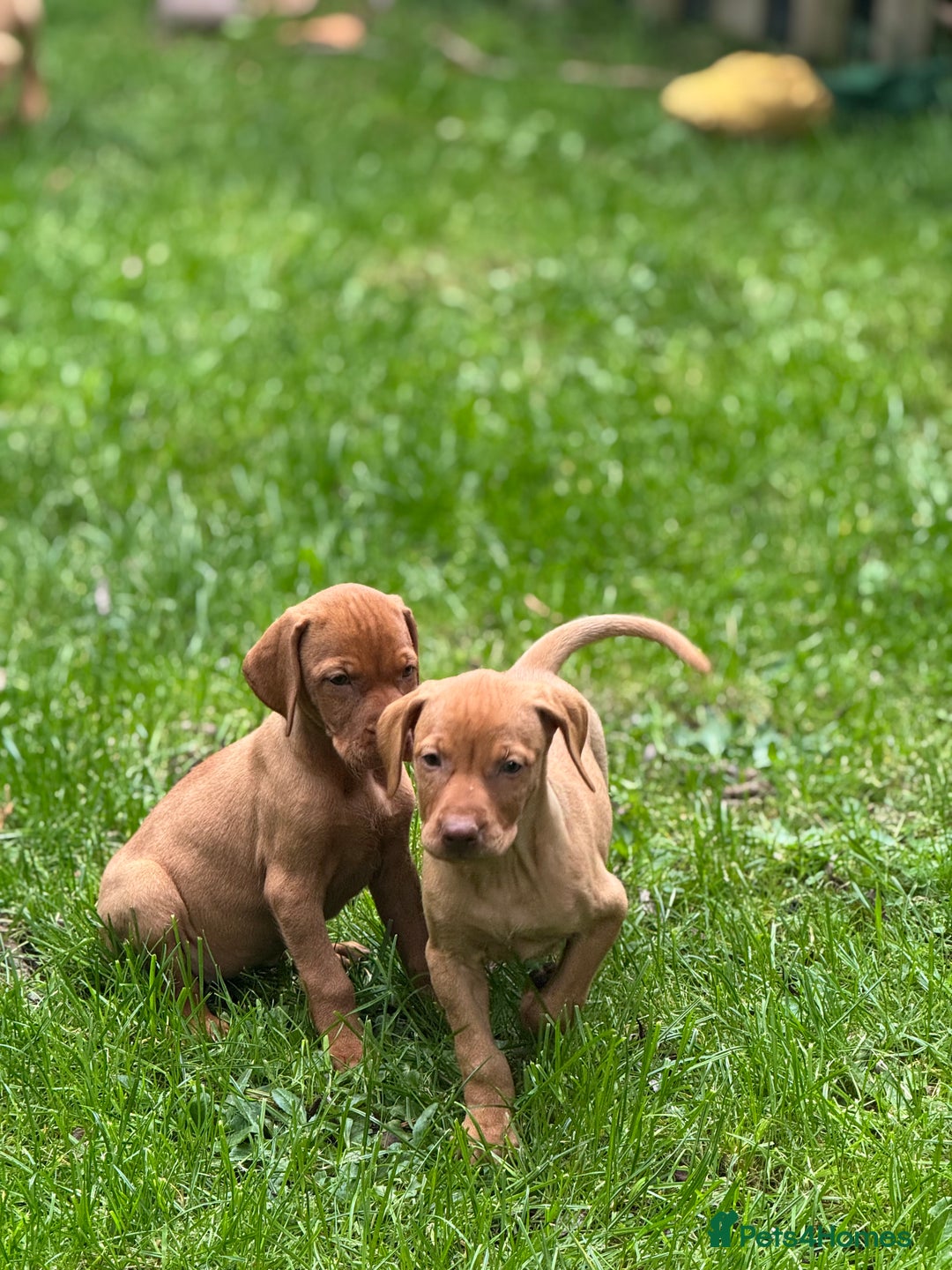 Hungarian Vizsla dogs for sale: PEDIGREE VIZSLA PUPS HIP & ELBOW TESTED PARENTS   - Image 20