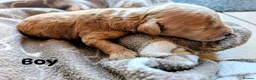 Toy Poodle dogs for sale: Beautiful Toy Poodle Puppies – Red & Apricot ❤️ - Advert 5