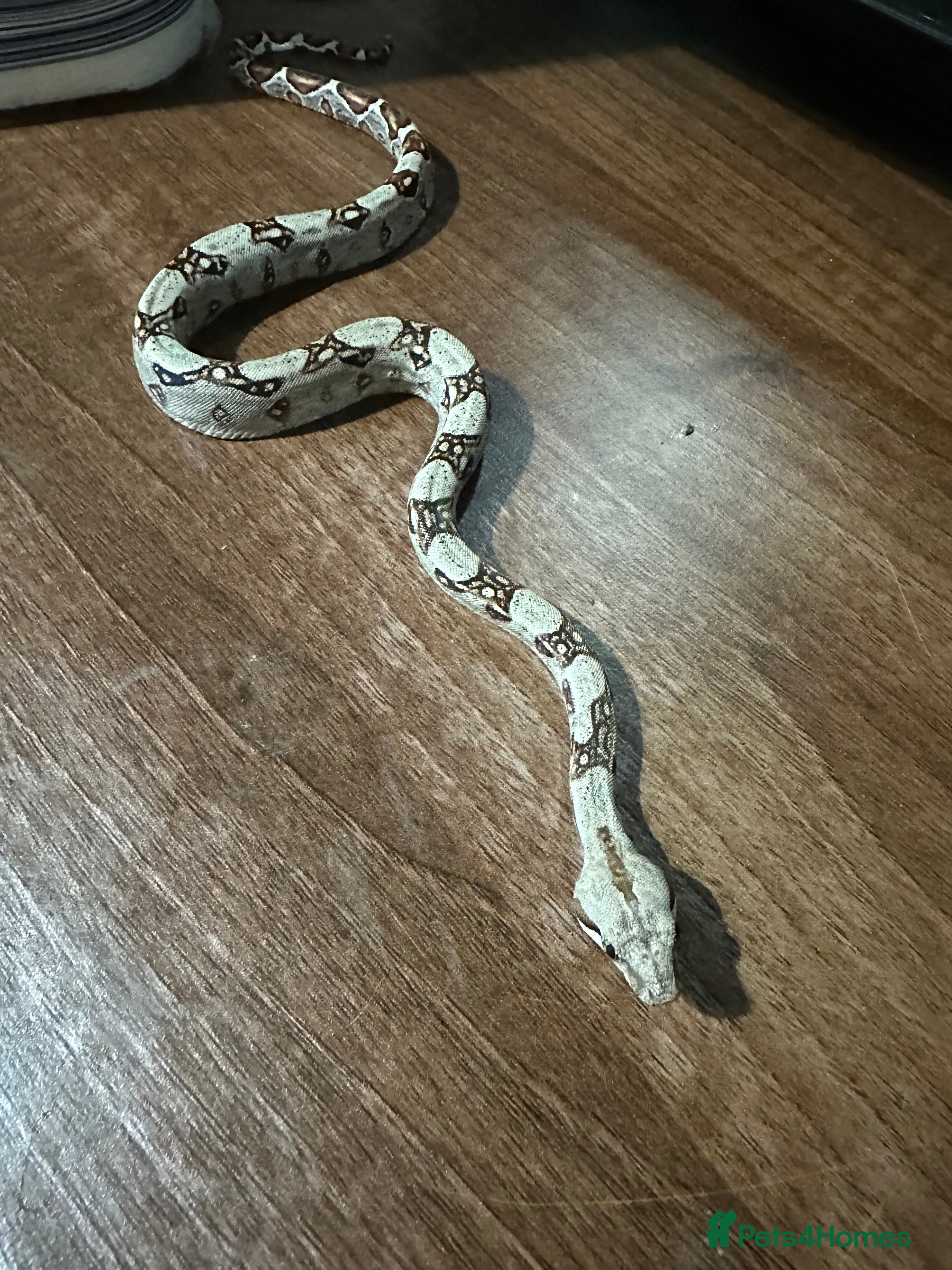 Boa Snake reptiles Baby boas  - Advert 3