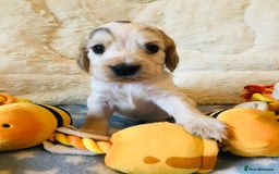 Cocker Spaniel dogs for sale: Show Type Health Tested, KC Reg puppies  - Image 3