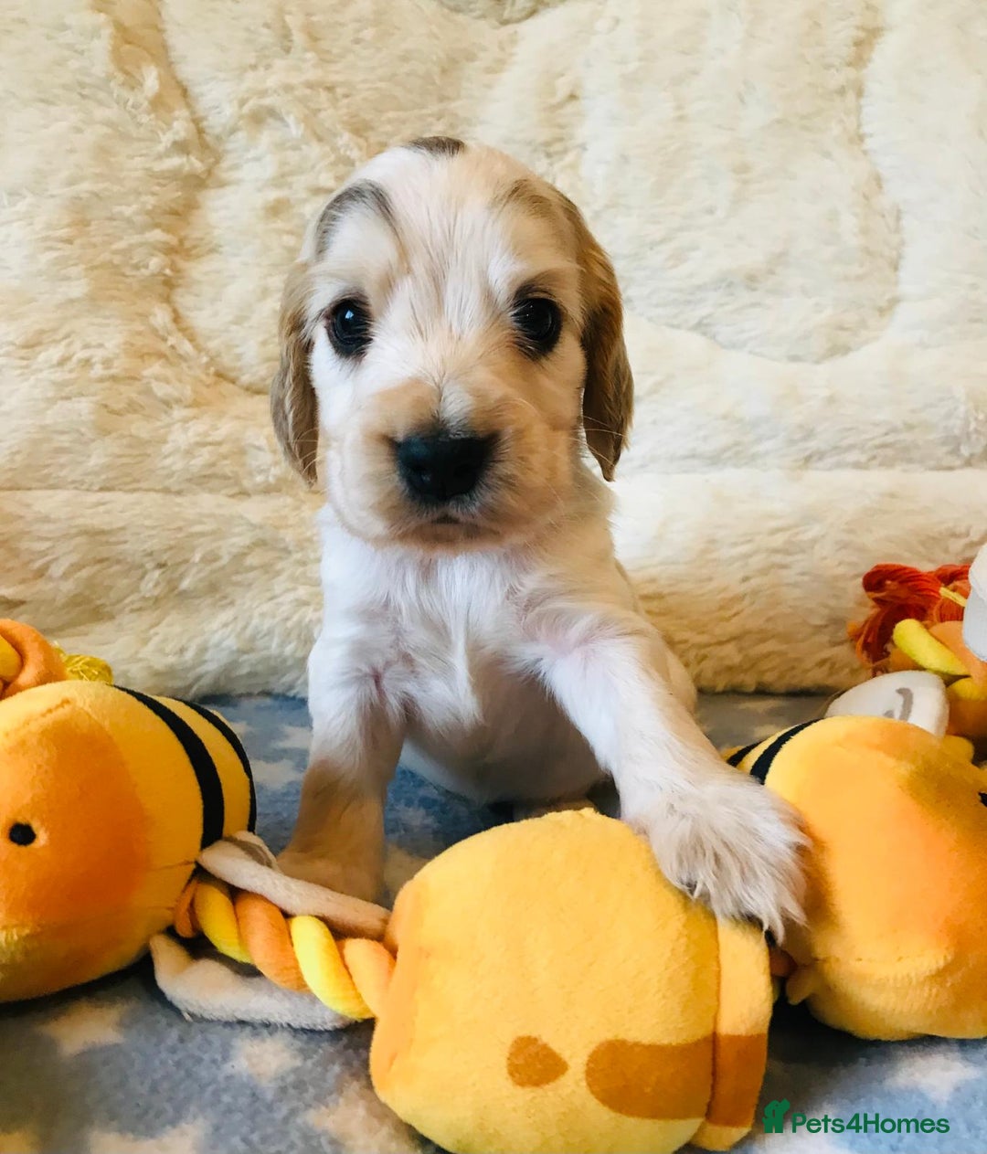 Cocker Spaniel dogs for sale: Show Type Health Tested, KC Reg puppies  - Image 3