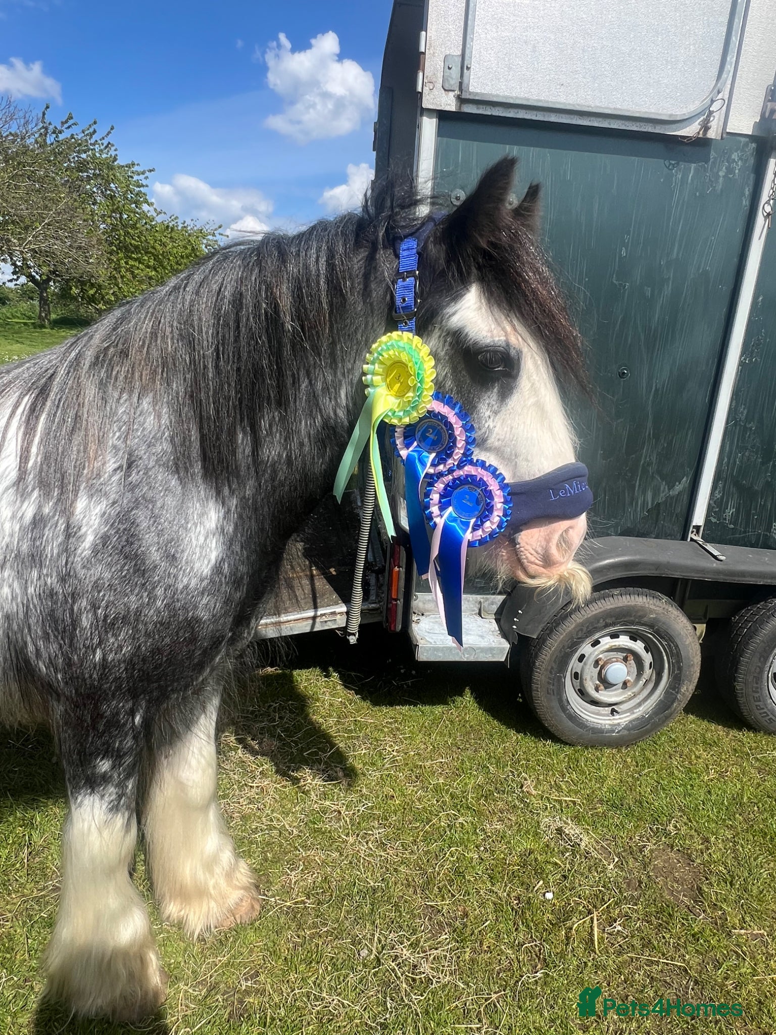 Irish Cob horses for sale: Norman  - Advert 33