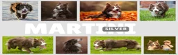 Border Collie dogs for stud: Exceptional Lilac & White DNA clear Border Collie in Saint Asaph - Advert 3