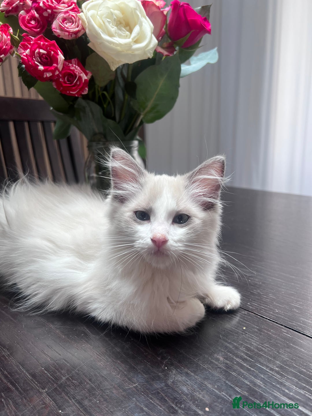 Ragdoll cats for sale: Stunning male Ragdoll kittens only 2 left - Image 36