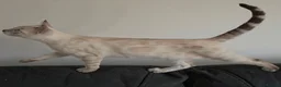 Bengal cats for sale: Outstanding Tica Show quality bengal kitten's - Advert 20