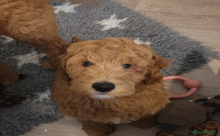 Mixed Breed dogs - Advert 3