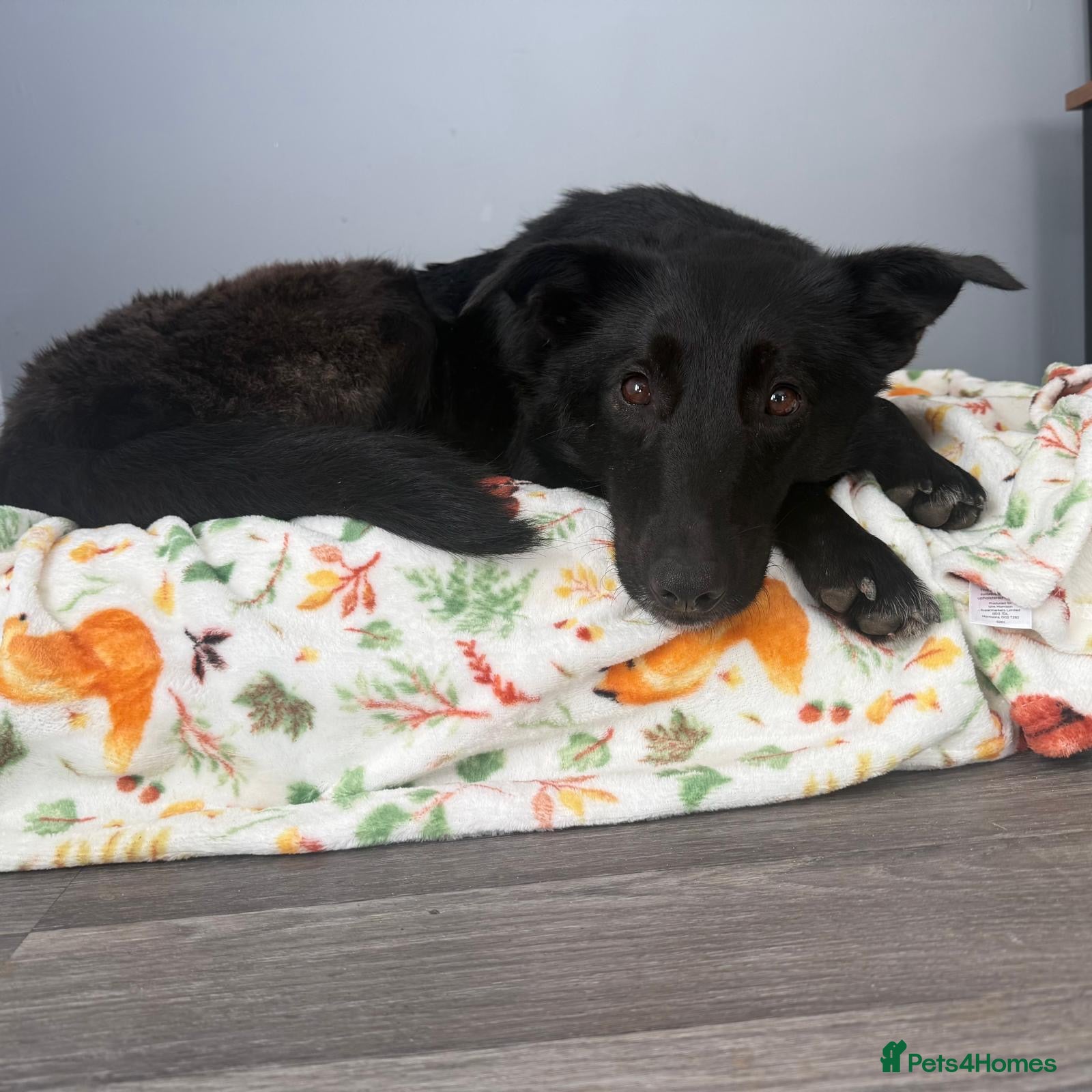 Mixed Breed dogs Roberta 🩷 - Advert 1