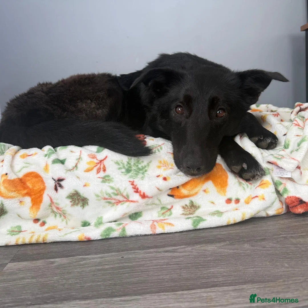 Mixed Breed dogs for adoption: Roberta 🩷 - Advert 1