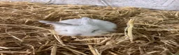 Mini Lop rabbits for sale: Mini lop - Advert 5