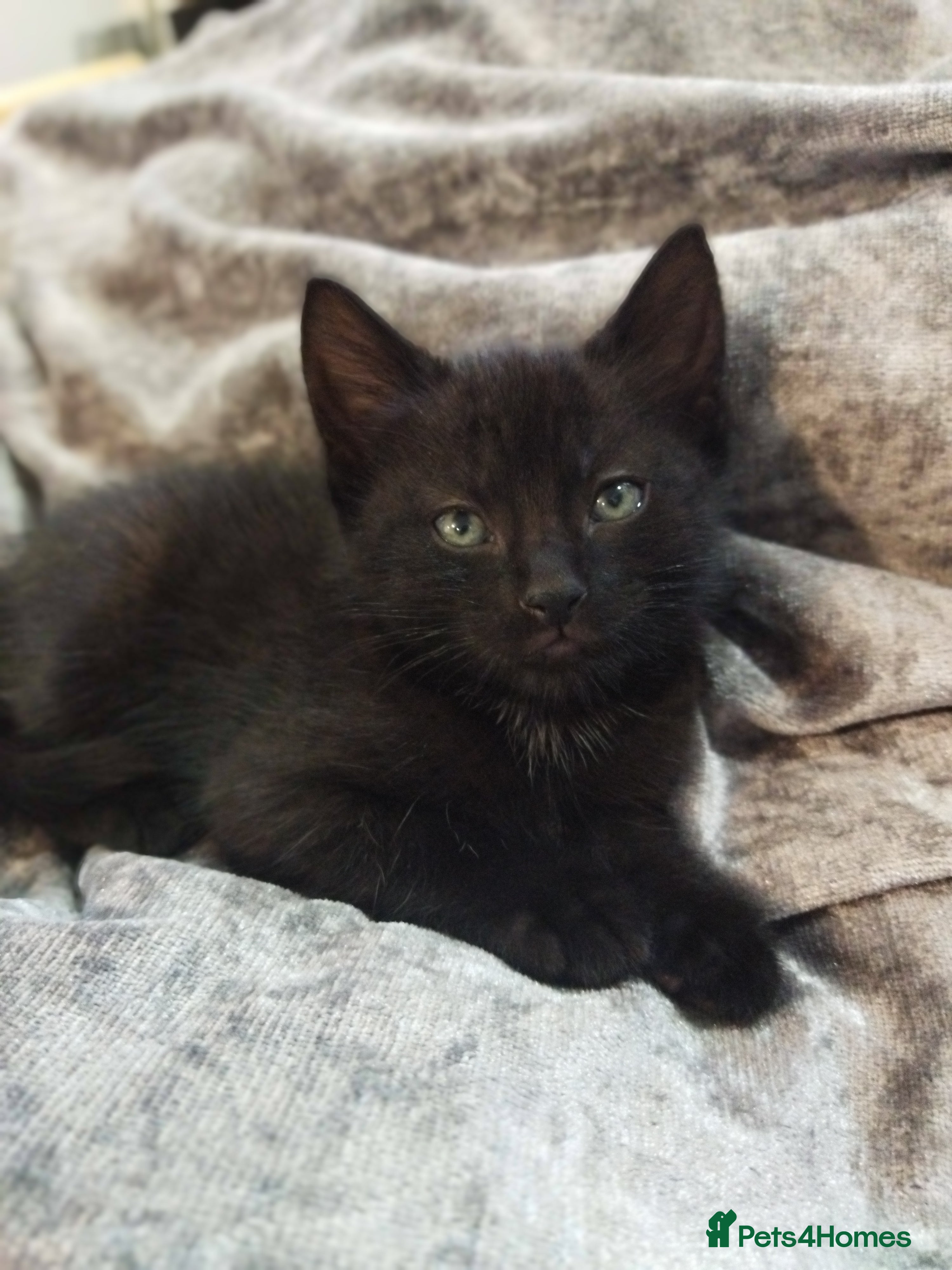 Bengal cats Beautiful kitten ready for new home 🐾🐈 - Advert 2