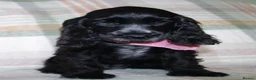 Cocker Spaniel dogs for sale: Beautiful Show Cocker Spaniel Puppies  - Advert 31
