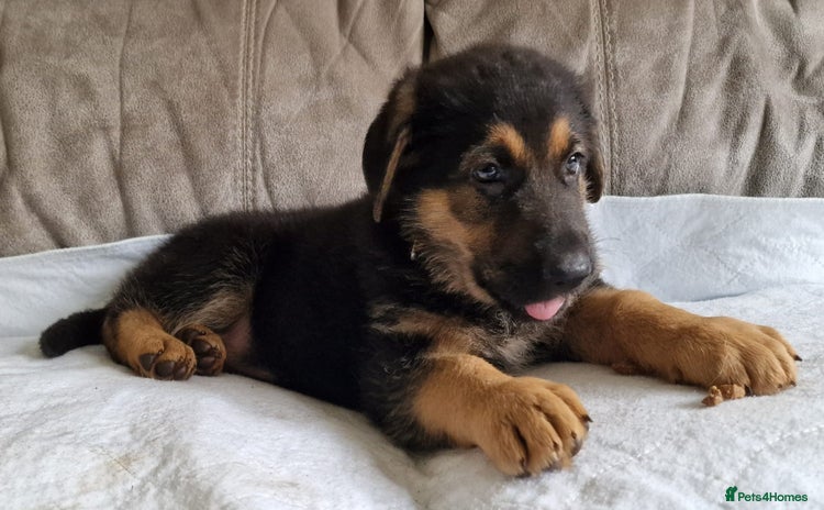 German Shepherd dogs - Advert 3