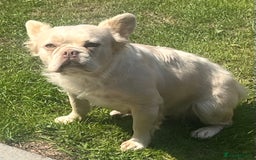 French Bulldog dogs for sale: Gorgeous fluffy Frenchie female  - Image 19