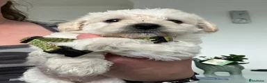 Westiepoo 3