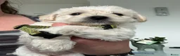 Westiepoo dogs for sale: Beautiful westiepoo puppies  - Advert 9