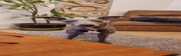 Whippet dogs for stud: KC Whippet for stud - Advert 16