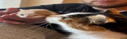 British Longhair cats for sale: Beautiful long haired kittens for sale - Advert 4