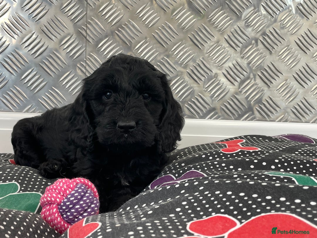 Cockapoo dogs for sale: F1 Cockapoo puppies for sale  - Image 2