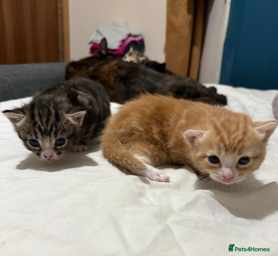 Mixed Breed cats for sale: 3 beautiful kittens looking for a forever home - Advert 4