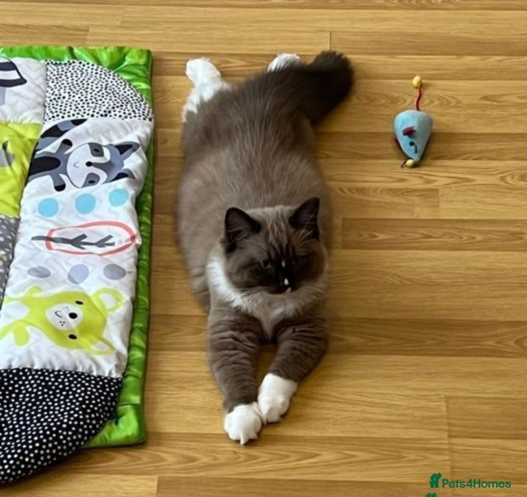 Ragdoll cats for sale: Reduced RARE Brown/mink Green-eyed Ragdoll kittens - Image 33