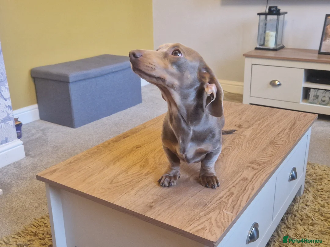Miniature Dachshund dogs for stud: For stud my boy Dinky  in Alfreton - Advert 15