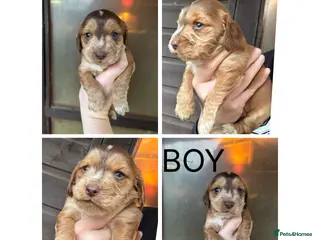 Cockapoo dogs Cockapoo puppies - Advert 6