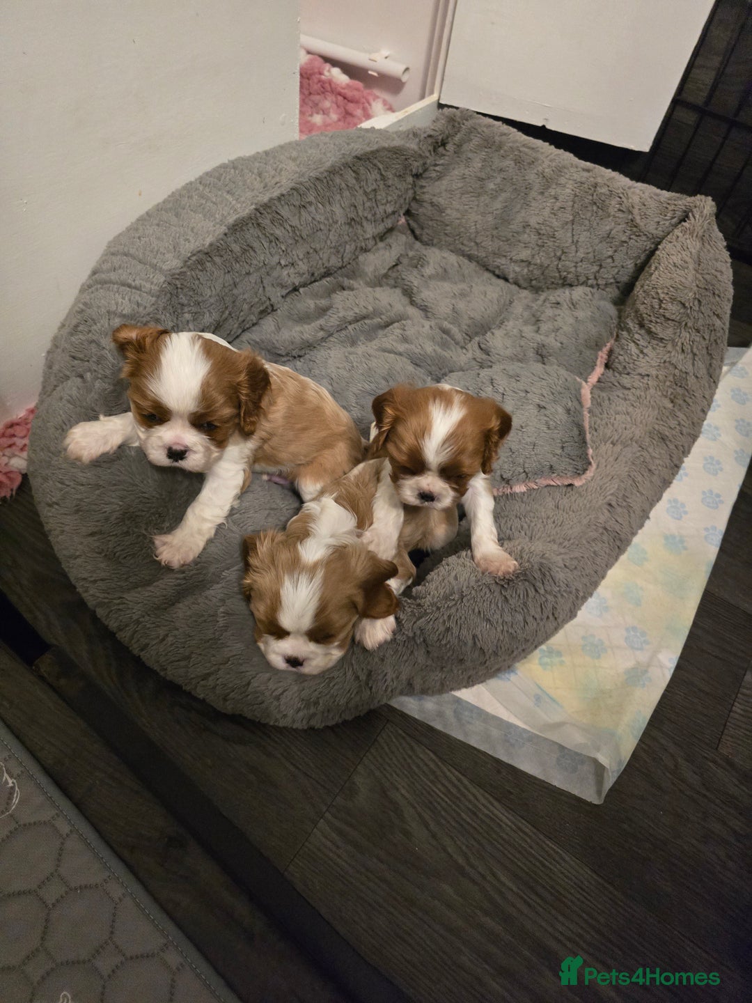 Cavalier King Charles Spaniel dogs for sale: Beautiful KC Registered. Health Tested Parents. - Advert 9