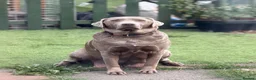 Labrador Retriever dogs for sale: Labrador chocolate silver puppies  - Advert 14