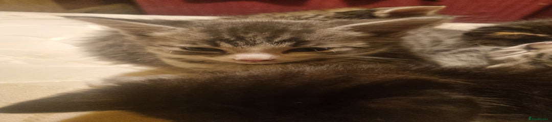 Maine Coon Kitten 10