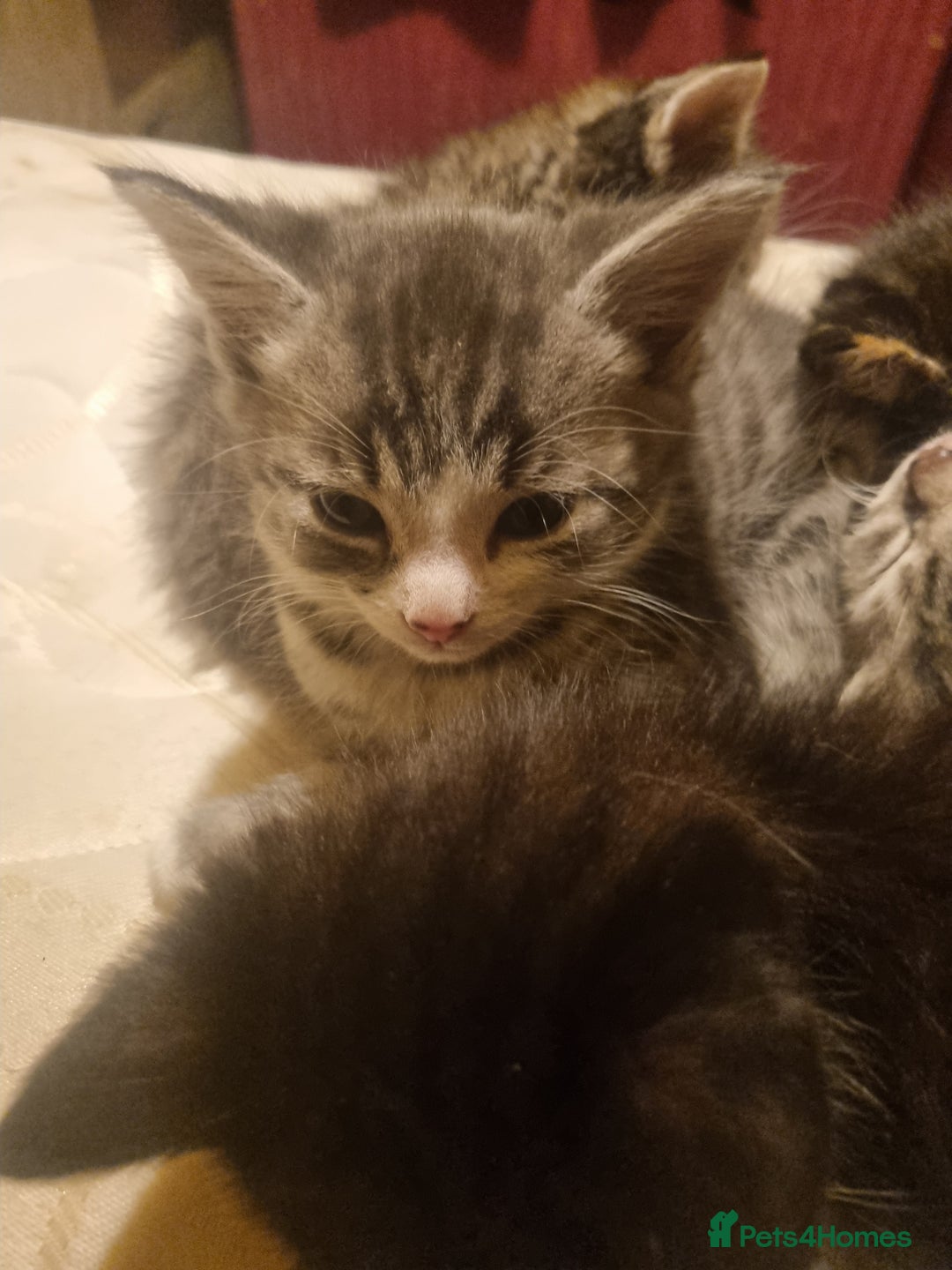 Maine Coon cats for sale: Main coon/ British short hair mix - Image 14