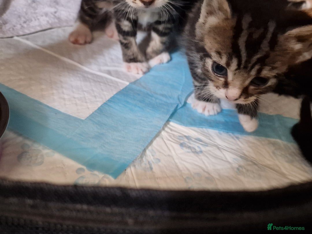 Mixed Breed cats for sale: Kitten for sale. A beautiful girl! - Advert 24