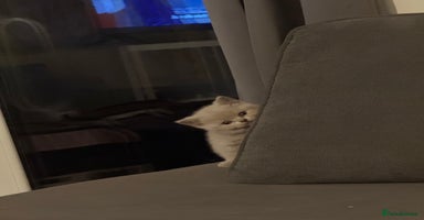 British Shorthair cats - Advert 16