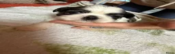 Shih Tzu dogs for sale: Shih Tzu puppies - Advert 5