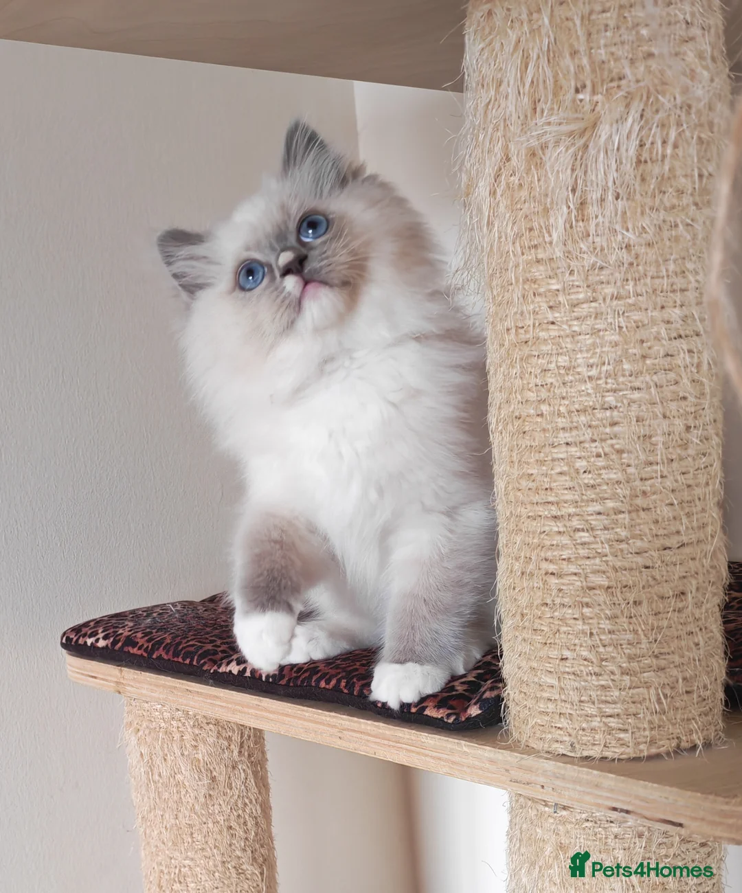 Ragdoll cats for sale: BEAUTIFUL RAGDOLLS KITTENS GCCF REGISTERED  - Advert 2