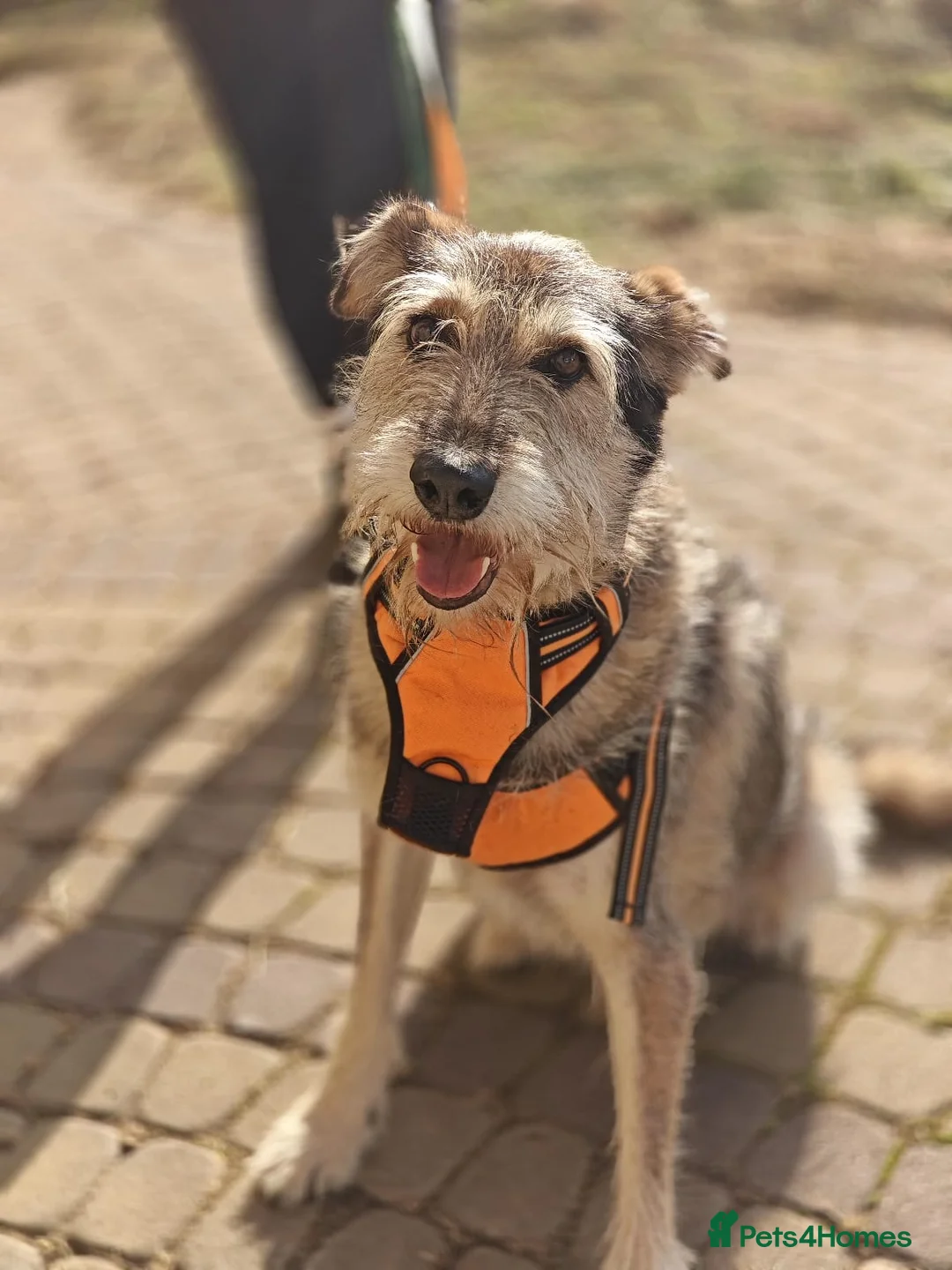 Mixed Breed dogs for adoption: ❤️OXY❤️Large• Scruffy •Gentle • Playful • Loyal - Advert 1